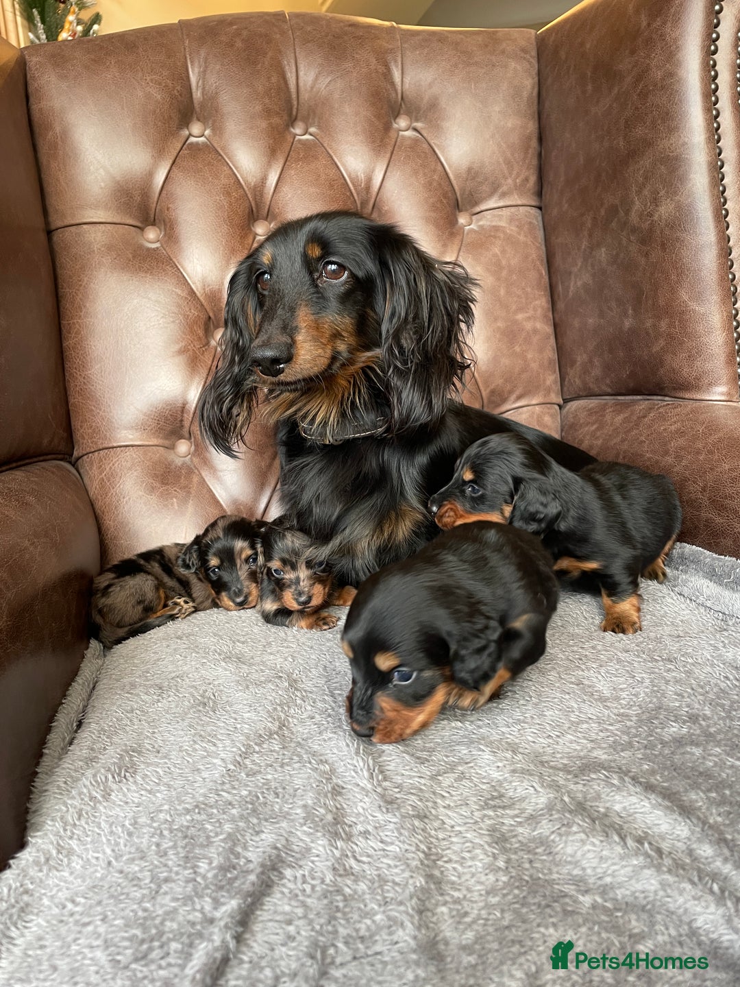 Miniature Dachshund dogs for sale: Miniature longhaired dachshund puppies   - Advert 8