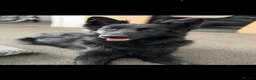 German Shepherd dogs for sale: German shepherd pups - Advert 19