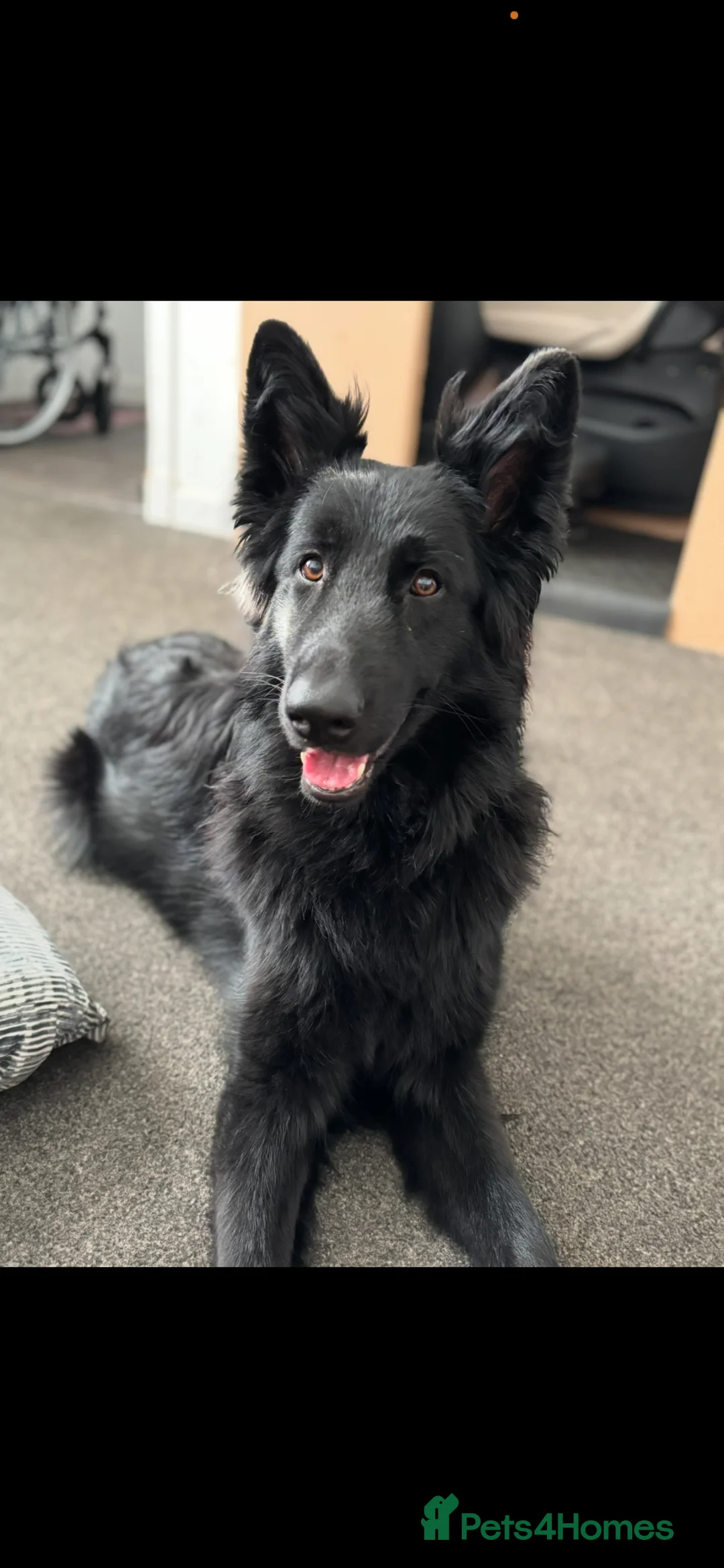 German Shepherd dogs for sale: German shepherd pups - Advert 19