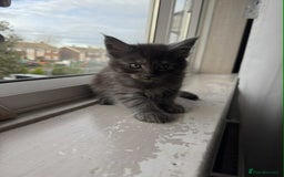 Maine Coon cats for sale: BEAUTIFUL FULL MAINE COON KITTENS AVAILABLE NOW 🐱 - Advert 9