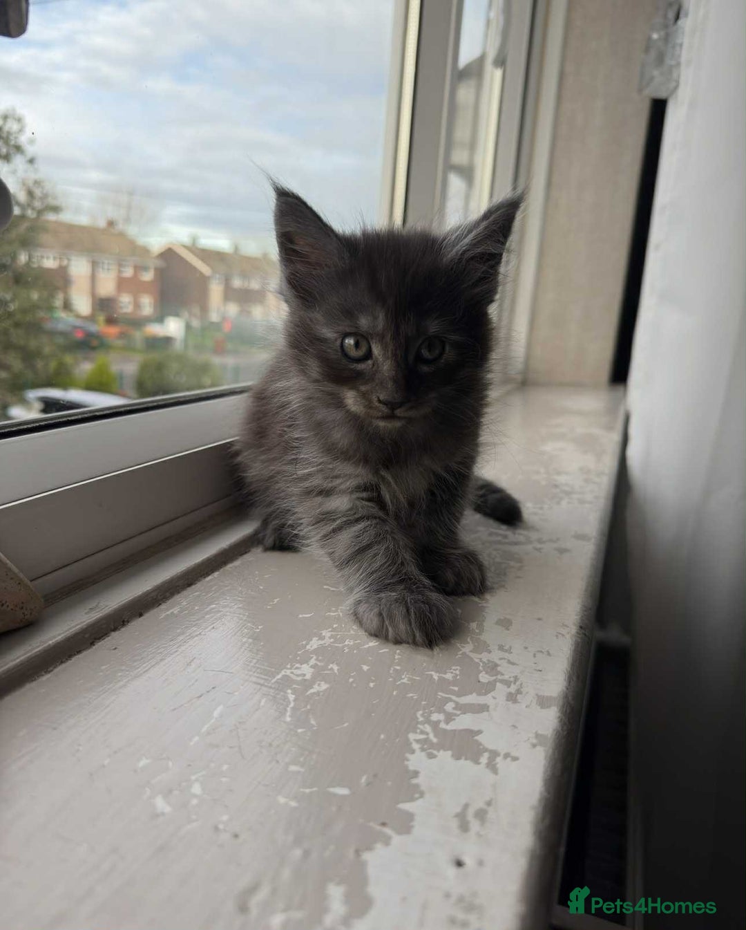 Maine Coon cats for sale: BEAUTIFUL FULL MAINE COON KITTENS AVAILABLE NOW 🐱 - Advert 9