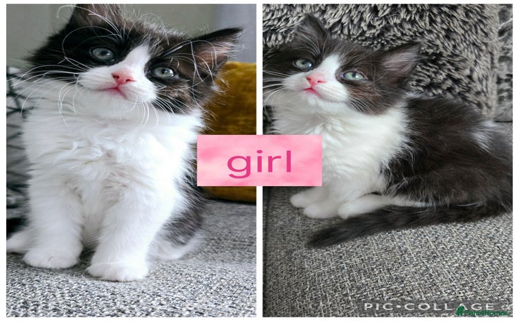 Ragdoll cats - Advert 1