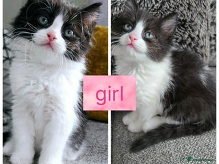 Ragdoll cats - Advert 17