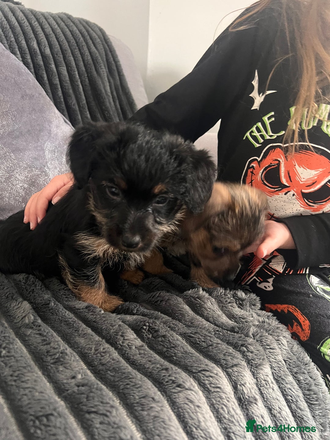 Jack Russell dogs for sale: Jackrussel  - Image 12