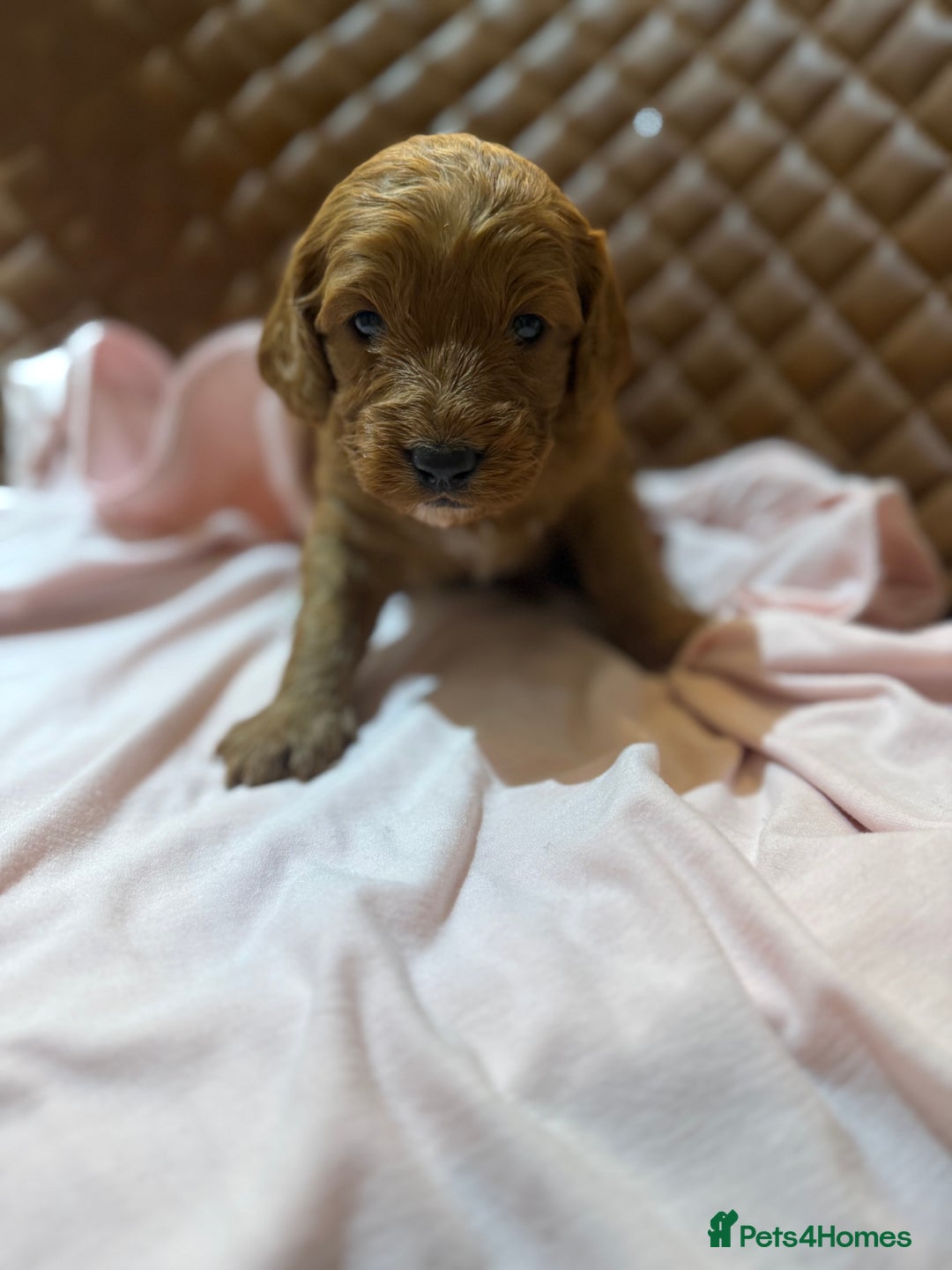 Cockapoo dogs for sale: 7 Golden Cockapoo girls - Advert 5