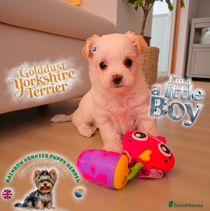 Yorkshire Terrier dogs 🐾A little treasure looking for his forever person - Advert 16