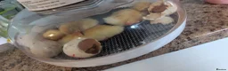 Ducks poultry for sale: Cherry Valley ducklings  - Advert 2