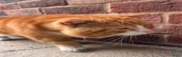 Mixed Breed cats for sale: Domestic shorthair female kittens - Advert 10