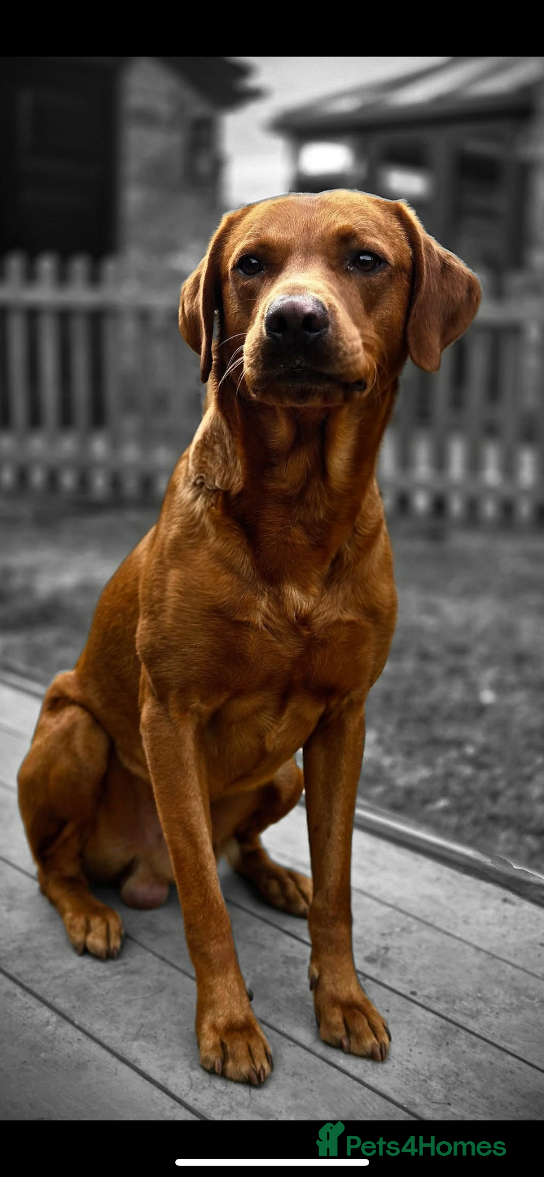 Labrador Retriever dogs for sale: Stunning fox red & black Labrador puppies  - Image 9