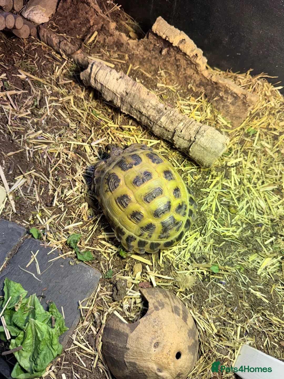 Tortoise reptiles for sale: Horsfield Tortoise and full set up - Advert 2