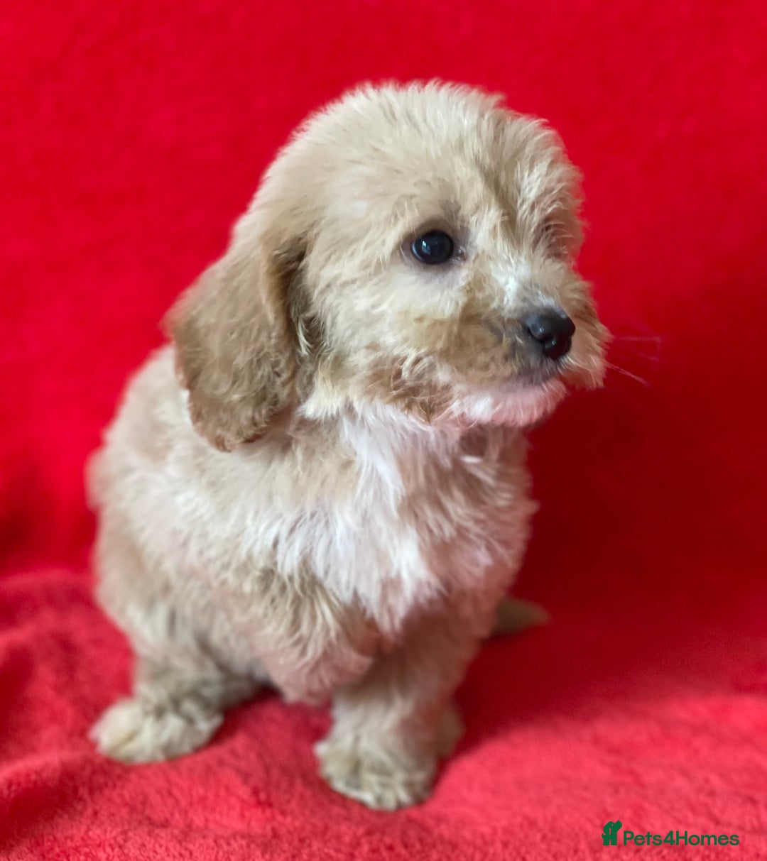 Cockapoo dogs for sale: Adorable cockapoo pups - Image 17