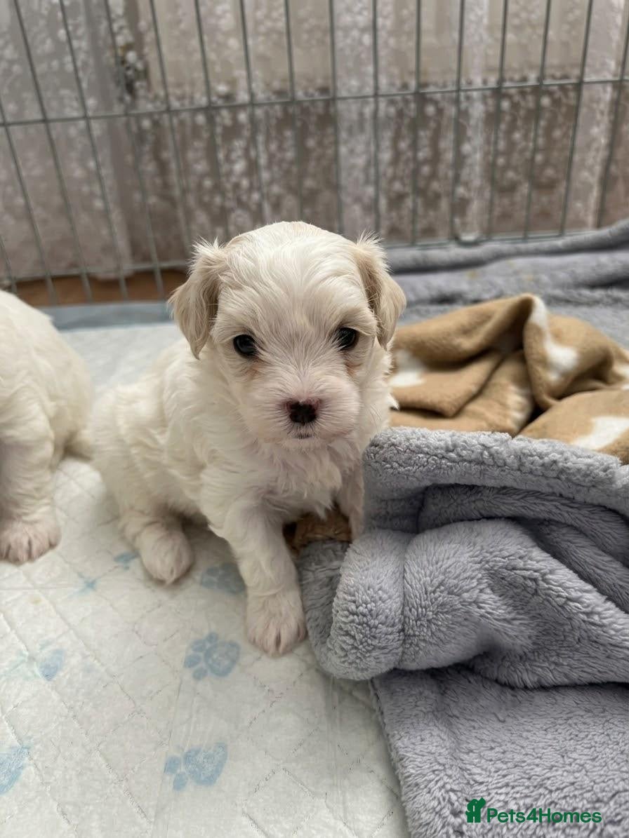 Mixed Breed dogs Bichon Maltese Puppies  - Advert 5