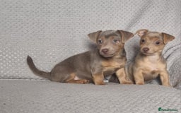 Jack Russell dogs for sale: Miniature jack Russell's only 3 available now - Image 22