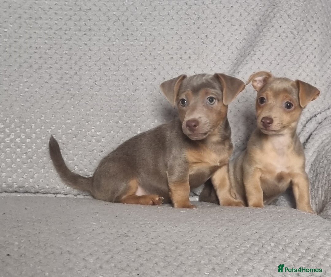 Jack Russell dogs for sale: Miniature jack Russell's only 3 available now - Image 22