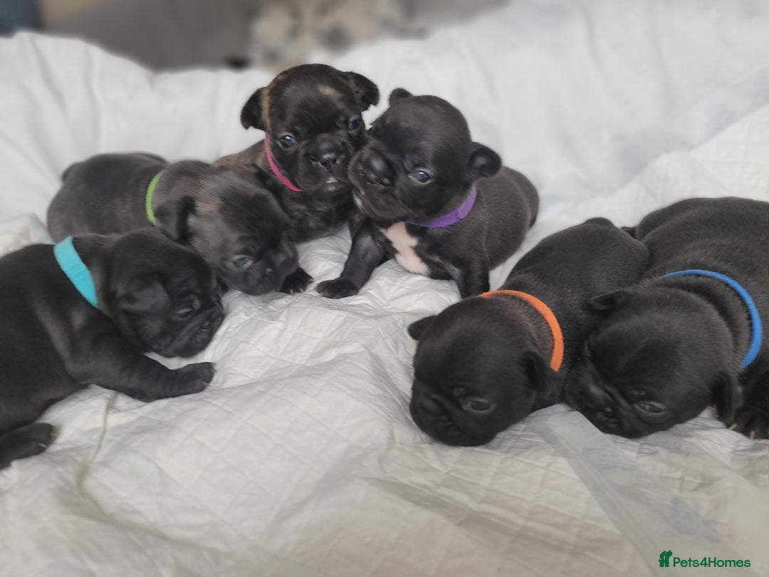 French Bulldog dogs for sale: 2 Girls and 4 Boys - Image 5