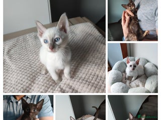 Siamese cats Siamese x rex cross kittens - Advert 3