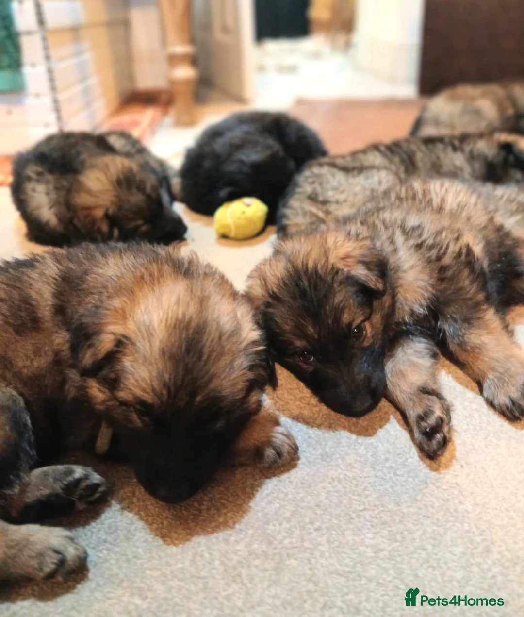 German Shepherd dogs for sale: Exceptional KC Health tested L/C Puppies  - Advert 13