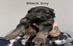 German Shepherd dogs for sale: Beautiful purebred German shepherd puppies - Image 13