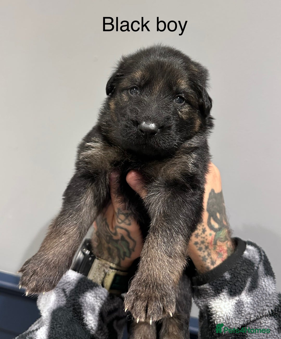 German Shepherd dogs for sale: Beautiful purebred German shepherd puppies - Image 13