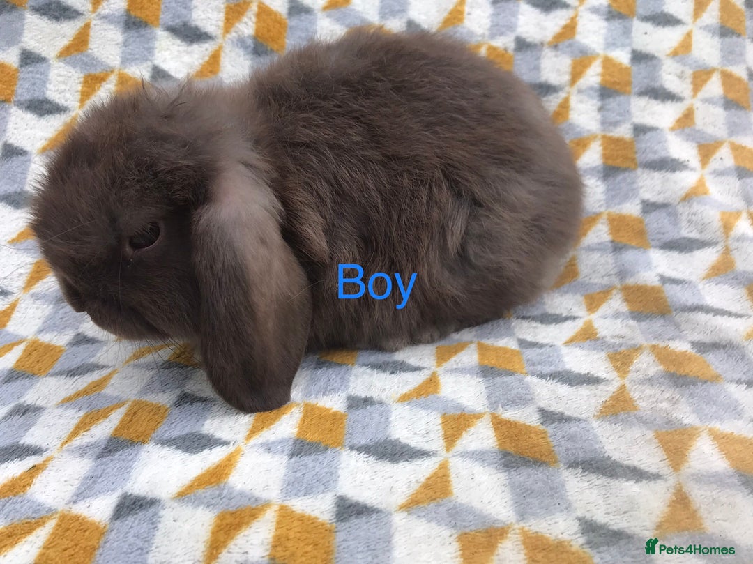 Mini Lop rabbits for sale: Beautiful mini lops  - Image 7