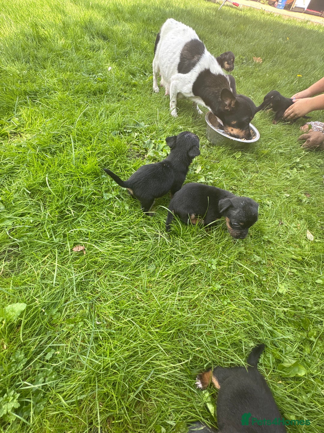 Jack Russell dogs for sale: 6 Beautiful tiny Jack Russell Puppies - Image 9