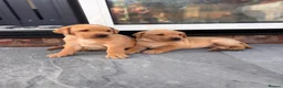 Labrador Retriever dogs for sale: Beautiful KC Registered Labrador Puppies - Advert 6