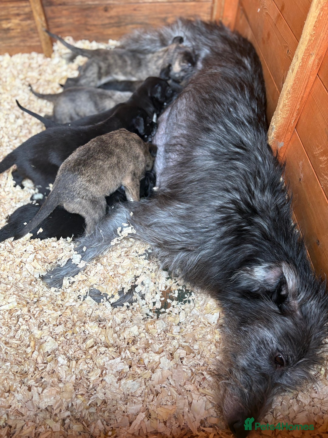 Lurcher dogs for sale: Lurcher Pups - 4 x boys - Advert 11