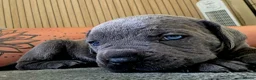 Cane Corso dogs for sale: Cane Corso Puppies - Advert 6