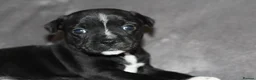Staffordshire Bull Terrier dogs for sale: Extensively Health Tested KC S.B.T - Advert 6
