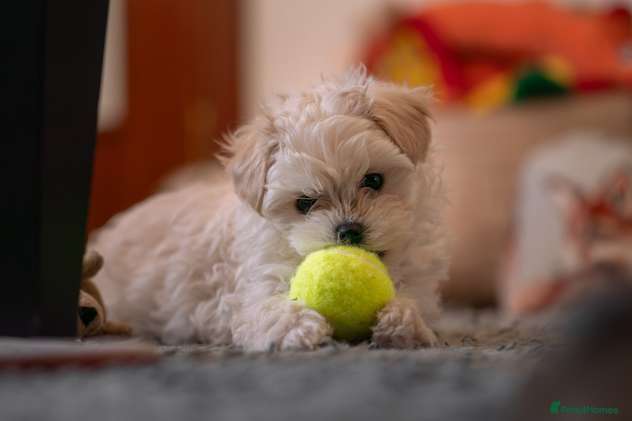 Maltipoo dogs Beautiful Multipoo Puppies - Advert 6