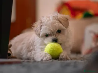 Maltipoo dogs Beautiful Multipoo Puppies - Advert 6