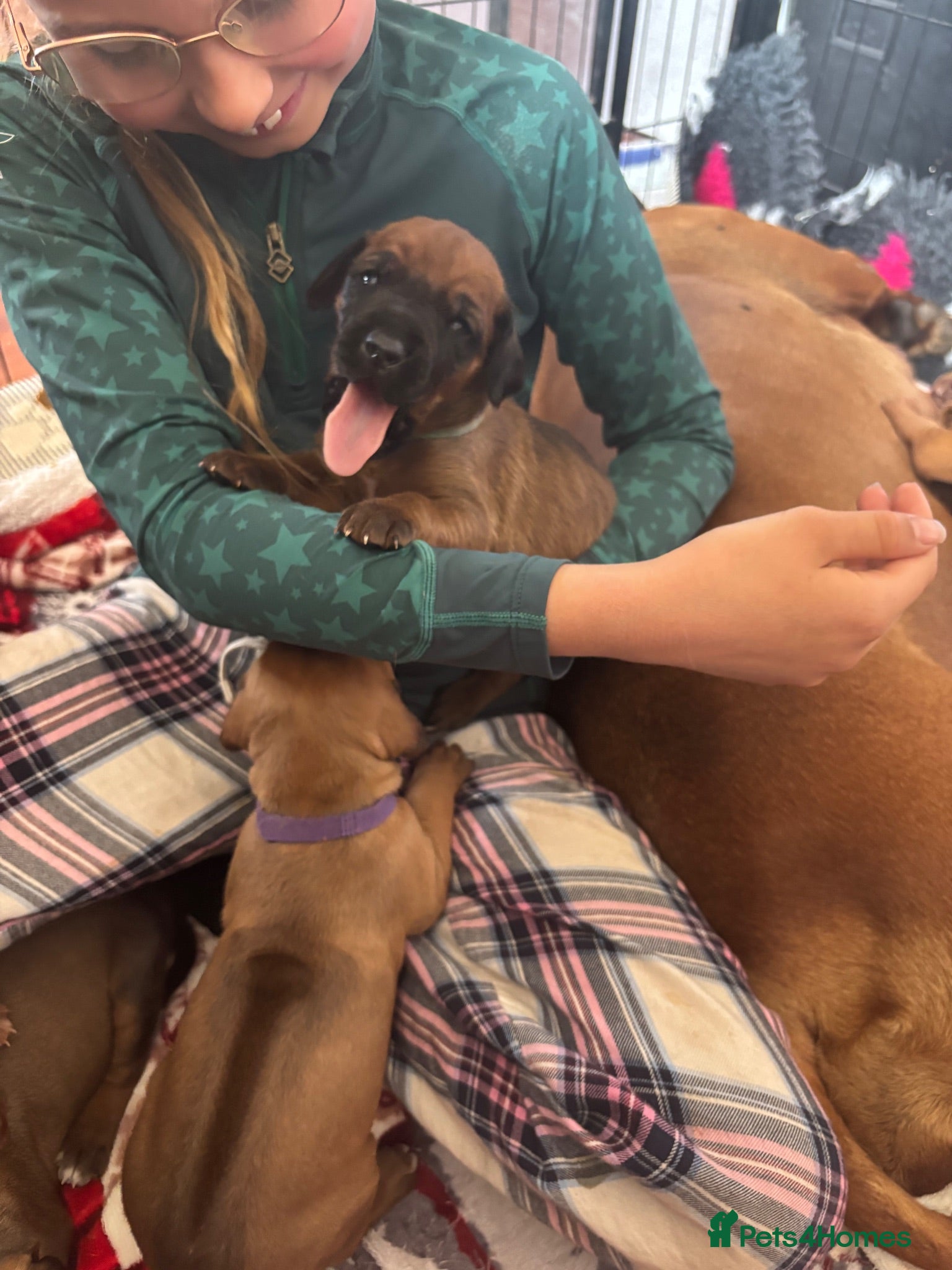 Rhodesian Ridgeback dogs Exceptionally Health Tested KC Ridgeback Puppies - Advert 2