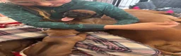 Rhodesian Ridgeback dogs for sale: Exceptionally Health Tested KC Ridgeback Puppies - Advert 2