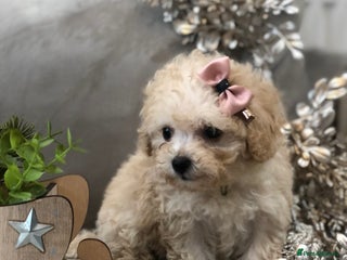 Poochon dogs Tiny babies ❤️❤️❤️ - Advert 6