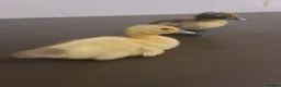 Ducks poultry for sale: ☆ Mixed unsexed ducklings looking for a new home ☆ in Barry - Advert 5