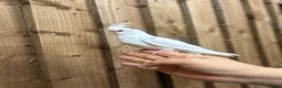 Mixed Breed birds for sale: Baby cocktails  - Advert 7