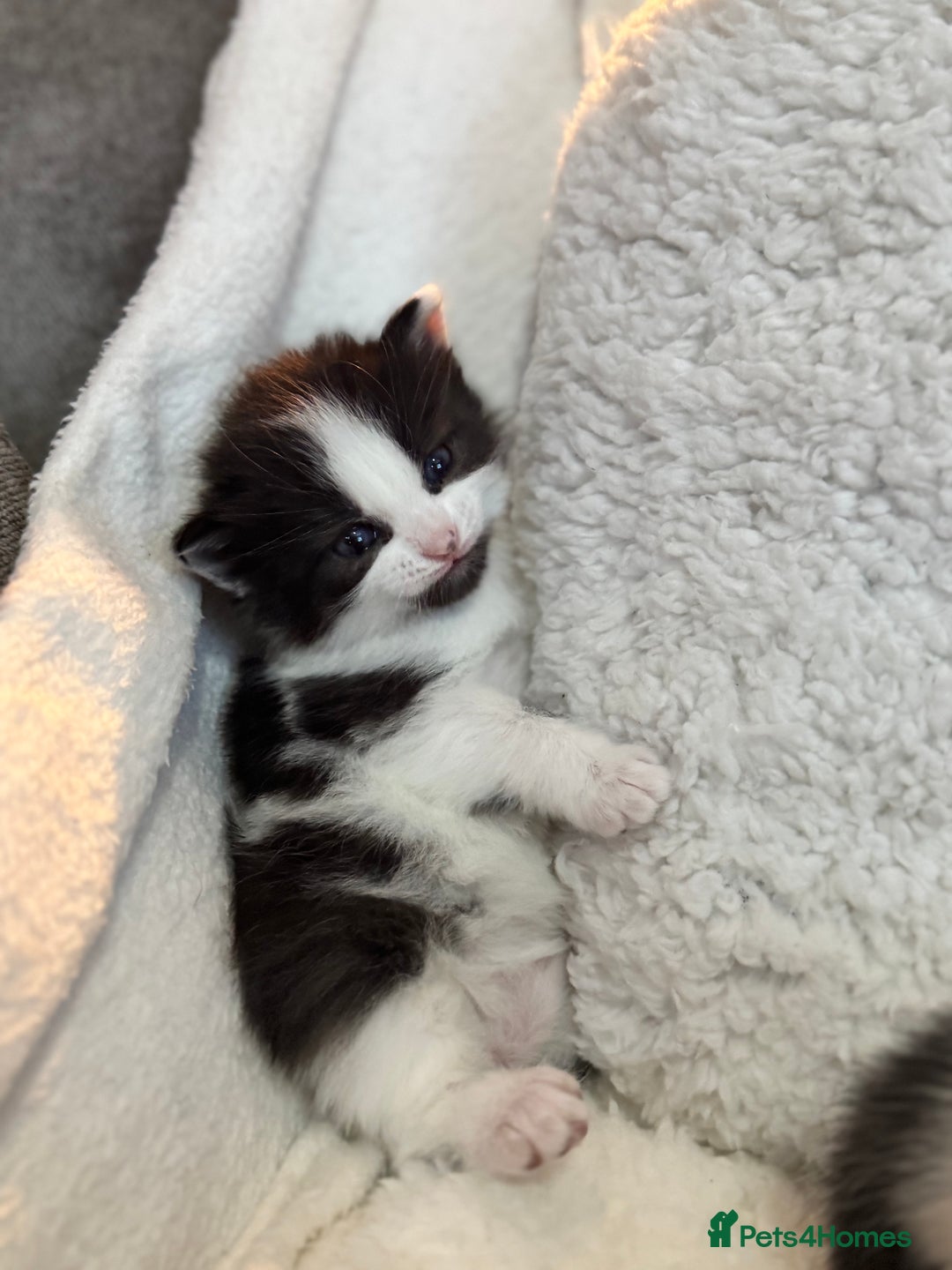 Domestic Shorthair cats for sale: Beautiful litter of kittens - Image 2