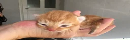 Mixed Breed cats for sale: Beautiful litter - Advert 23
