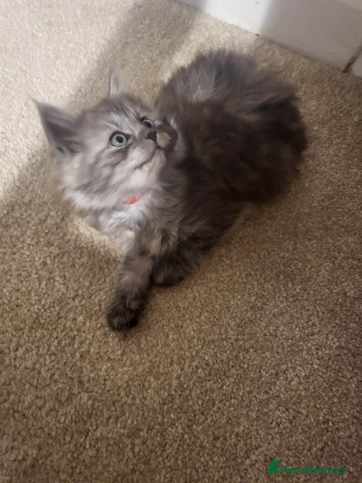 Ragcoon cats Beautiful girl Ragcoon ready for a new home now - Advert 1