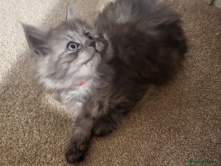 Ragcoon cats Beautiful girl Ragcoon ready for a new home now - Advert 2