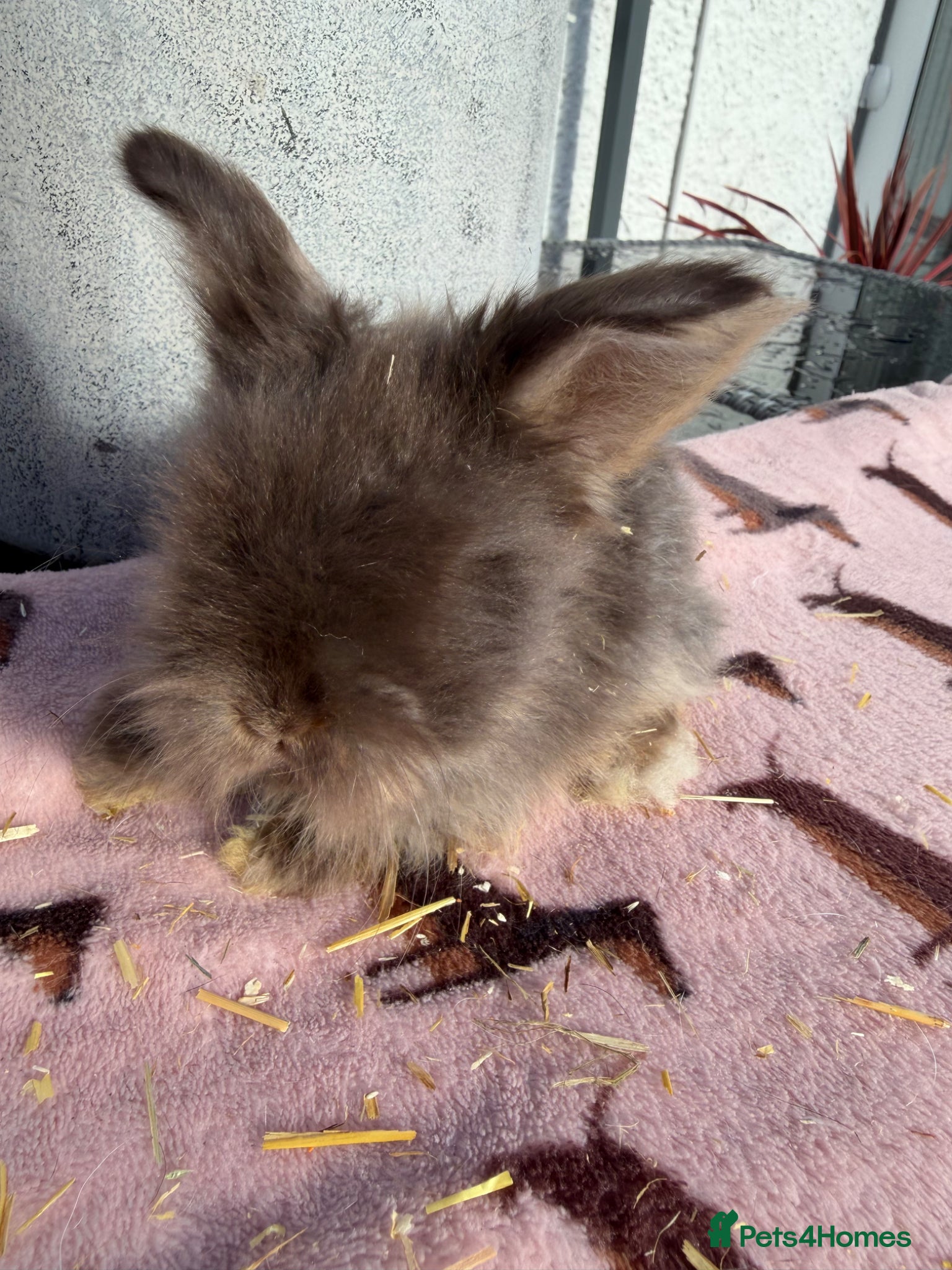 Angora rabbits for sale: Angora buns - Advert 8
