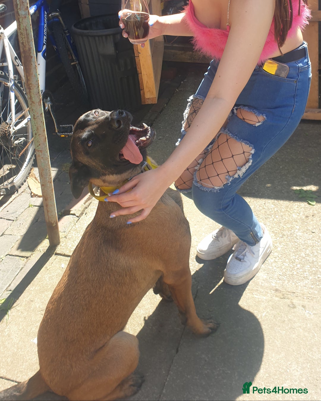 Belgian Shepherd Dog dogs for sale: Belgian Malinois x Dutch - Female 4 Yrs - Image 6