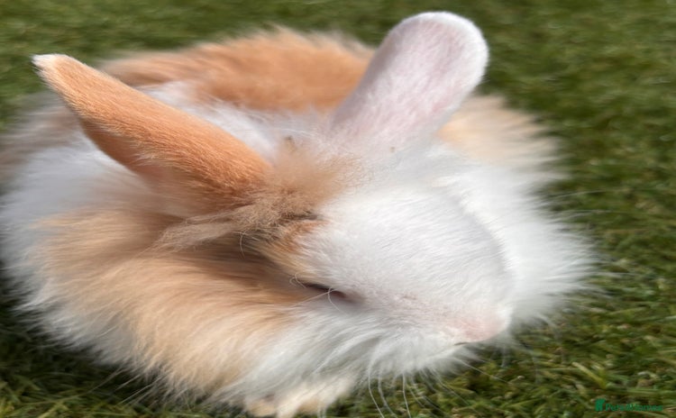 Lionhead rabbits - Advert 3