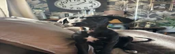 Lurcher dogs for sale: Roxy 6 months old puppy in Goole - Advert 2