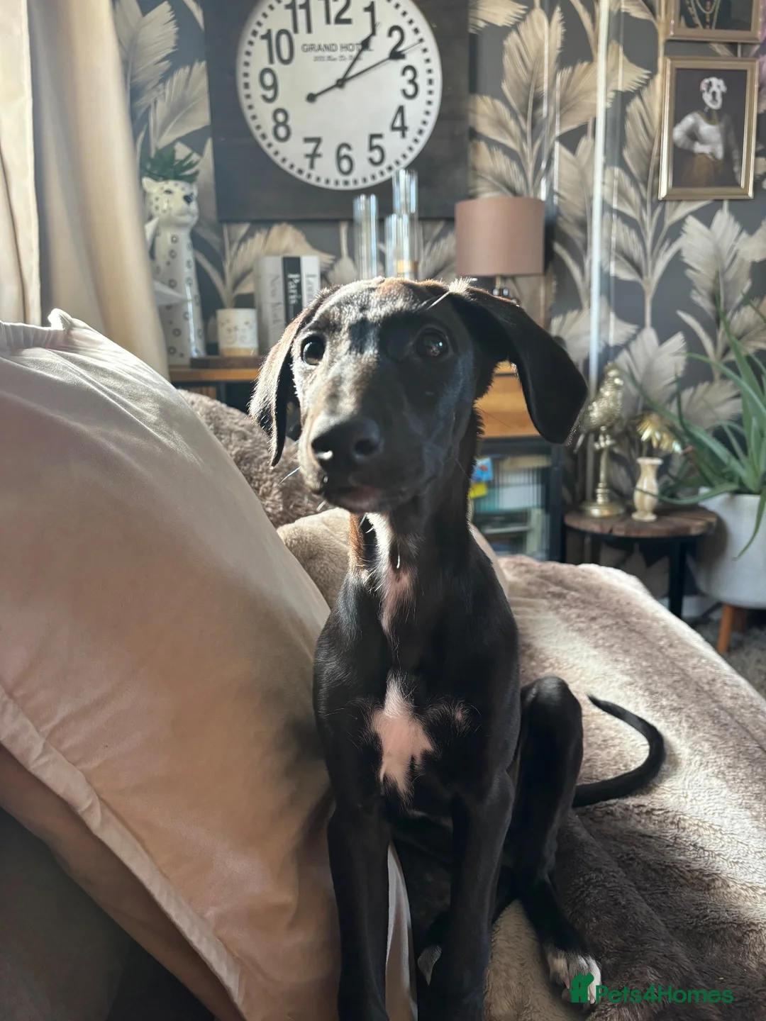 Lurcher dogs for sale: Roxy 6 months old puppy in Goole - Advert 2