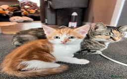 Mixed Breed cats for sale: Kittens Re Homed  - Image 2