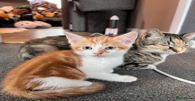 Mixed Breed cats - Advert 14