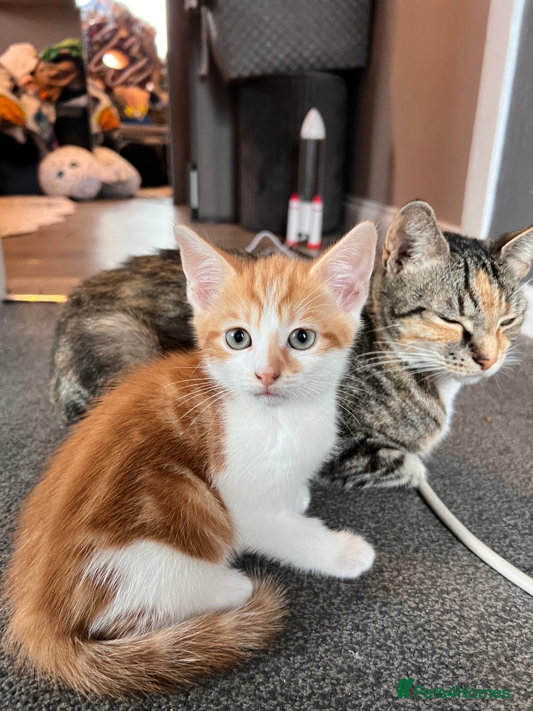 Mixed Breed cats for sale: Kittens Re Homed  - Image 2