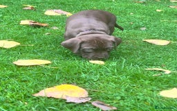 Cane Corso dogs for sale: Stunning chocolate cane corso bitch - Image 2