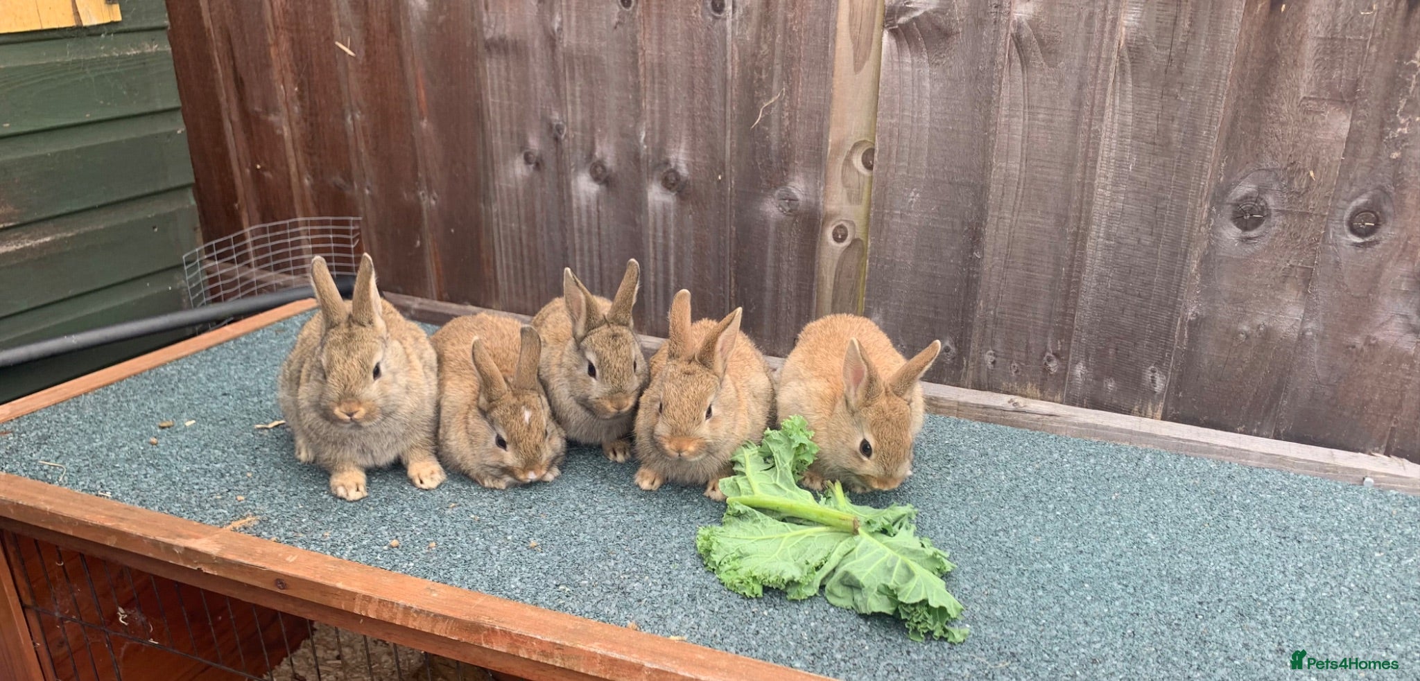 Netherland Dwarf rabbits Netherland Dwarf / Cross Baby Rabbits  - Advert 1